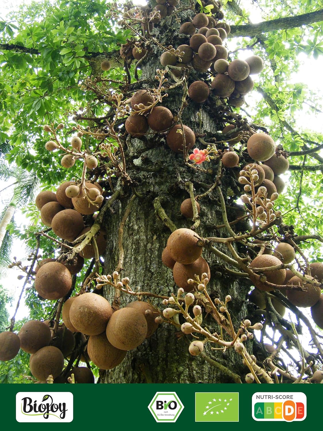 Biojoy Organic Shelled Brazil Nuts (500 g), raw, unsalted and natural Brazil nuts 500 g